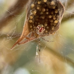 Theridion pyramidale at Russell, ACT - 4 Mar 2024