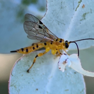 Xanthopimpla sp. (genus) at Russell, ACT - 4 Mar 2024