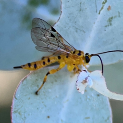 Xanthopimpla sp. (genus) (A yellow Ichneumon wasp) at Russell, ACT - 4 Mar 2024 by Hejor1