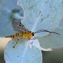 Xanthopimpla sp. (genus) at Russell, ACT - 4 Mar 2024