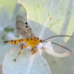 Xanthopimpla sp. (genus) at Russell, ACT - 4 Mar 2024