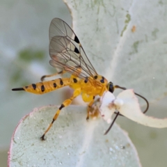 Xanthopimpla sp. (genus) at Russell, ACT - 4 Mar 2024