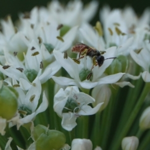 Lasioglossum sp. (genus) at Hall, ACT - 4 Mar 2024 04:40 PM