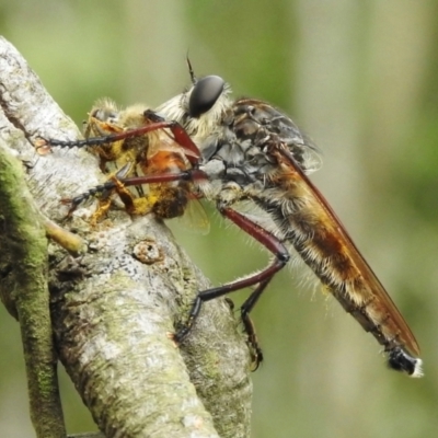 Unidentified Robber fly (Asilidae) at Wingecarribee Local Government Area - 3 Mar 2024 by GlossyGal