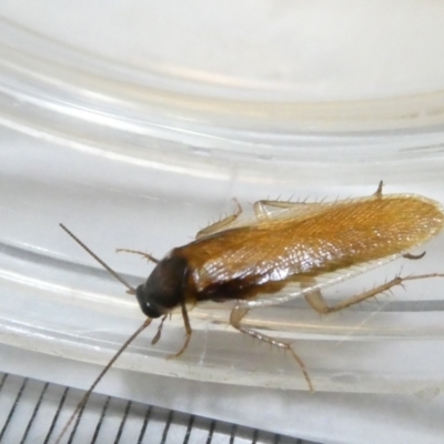 Blattidae sp. (family) (Unidentified blattid cockroach) at Emu Creek - 3 Mar 2024 by JohnGiacon