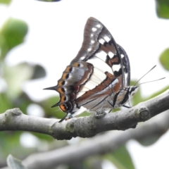 Charaxes sempronius (Tailed Emperor) at Wingecarribee Local Government Area - 3 Mar 2024 by GlossyGal