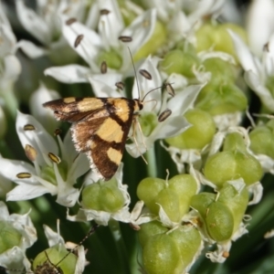 Deuterarcha xanthomela at Hall, ACT - 4 Mar 2024