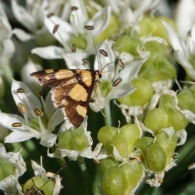 Deuterarcha xanthomela (A Crambid moth (Spilomelinae)) at Hall, ACT - 4 Mar 2024 by Anna123