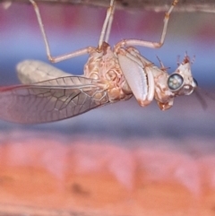 Mantispidae (family) (Unidentified mantisfly) at Kambah, ACT - 1 Mar 2024 by THATJAYKIDRICK