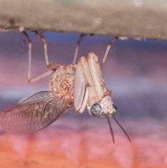 Mantispidae (family) at Kambah, ACT - 2 Mar 2024 10:00 AM