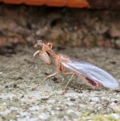 Mantispidae (family) at Kambah, ACT - 2 Mar 2024 10:00 AM