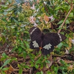 Papilio aegeus (Orchard Swallowtail, Large Citrus Butterfly) at Ngunnawal, ACT - 2 Mar 2024 by THATJAYKIDRICK