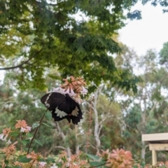 Papilio aegeus at Ngunnawal, ACT - 2 Mar 2024