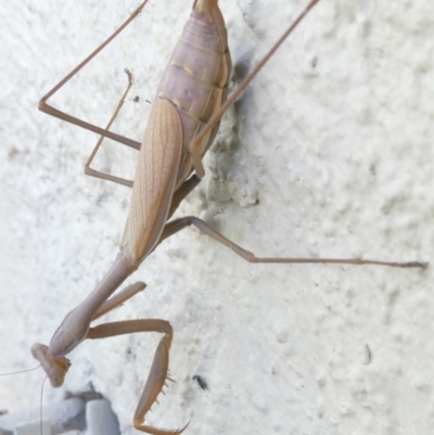 Tenodera australasiae at Emu Creek - 3 Mar 2024 by JohnGiacon