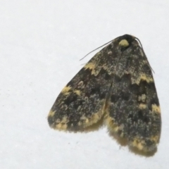 Halone (genus) (A Tiger moth) at Emu Creek - 29 Feb 2024 by JohnGiacon