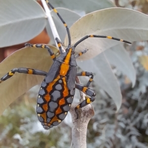 Amorbus atomarius at Mount Ainslie - 2 Mar 2024 07:29 PM