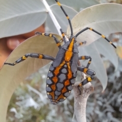 Amorbus atomarius at Mount Ainslie - 2 Mar 2024 07:29 PM