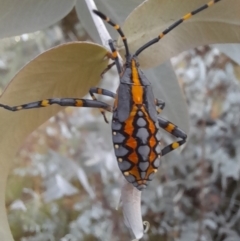 Amorbus atomarius at Mount Ainslie - 2 Mar 2024