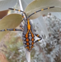 Amorbus atomarius at Mount Ainslie - 2 Mar 2024 07:29 PM