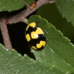 Illeis galbula (Fungus-eating Ladybird) at Higgins, ACT - 4 Mar 2024 by AlisonMilton