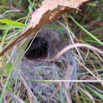 Unidentified Spider (Araneae) at Watson, ACT - 15 Feb 2024 by JenniM