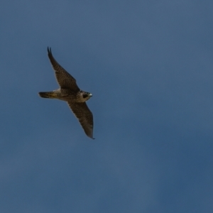 Falco peregrinus at Harden, NSW - 3 Mar 2024