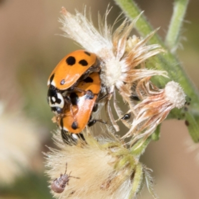 Hippodamia variegata (Spotted Amber Ladybird) at Scullin, ACT - 4 Mar 2024 by AlisonMilton