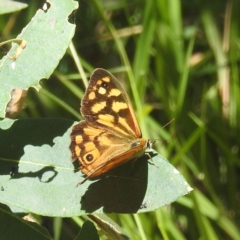 Heteronympha paradelpha (Spotted Brown) at Black Mountain Peninsula (PEN) - 4 Mar 2024 by HelenCross