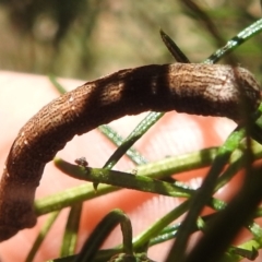 Geometridae (family) IMMATURE at Black Mountain Peninsula (PEN) - 4 Mar 2024