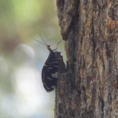 Porismus strigatus (Pied Lacewing) at Lake Burley Griffin West - 4 Mar 2024 by HelenCross