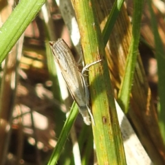 Culladia cuneiferellus (Crambinae moth) at Black Mountain Peninsula (PEN) - 4 Mar 2024 by HelenCross