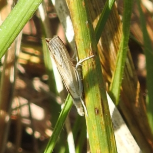 Culladia cuneiferellus at Black Mountain Peninsula (PEN) - 4 Mar 2024 01:56 PM