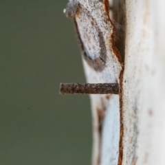 Hemibela (genus) (A Concealer moth) at Higgins, ACT - 2 Mar 2024 by Untidy