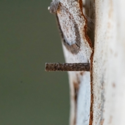 Hemibela (genus) (A Concealer moth) at Higgins Woodland - 3 Mar 2024 by Untidy