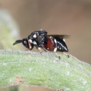 Brachymeria sp. (genus) at Higgins, ACT - 4 Mar 2024