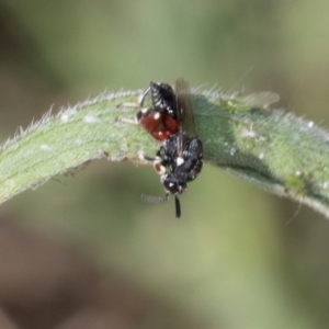 Brachymeria sp. (genus) at Higgins, ACT - 4 Mar 2024 10:37 AM