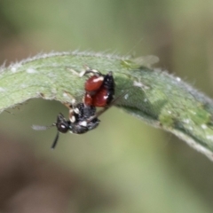 Brachymeria sp. (genus) at Higgins, ACT - 4 Mar 2024