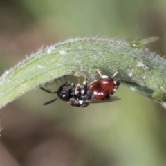 Brachymeria sp. (genus) at Higgins, ACT - 4 Mar 2024