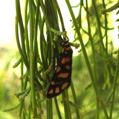 Asura lydia (Lydia Lichen Moth) at Lake Burley Griffin West - 4 Mar 2024 by HelenCross