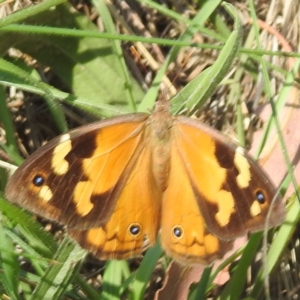 Heteronympha merope at Black Mountain Peninsula (PEN) - 4 Mar 2024 01:57 PM