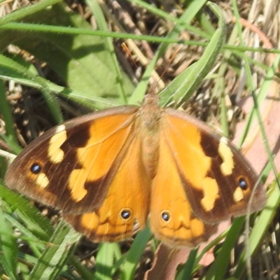 Heteronympha merope (Common Brown Butterfly) at Acton, ACT - 4 Mar 2024 by HelenCross