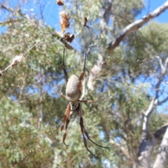 Trichonephila edulis (Golden orb weaver) at Lake Burley Griffin West - 4 Mar 2024 by HelenCross