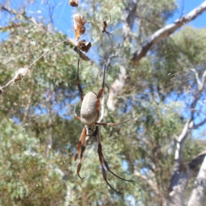 Trichonephila edulis at Lake Burley Griffin West - 4 Mar 2024 01:58 PM