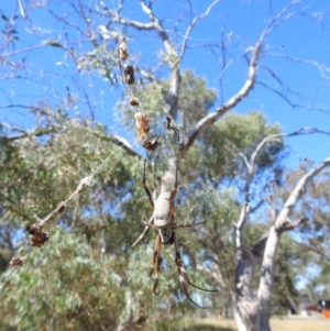 Trichonephila edulis at Lake Burley Griffin West - 4 Mar 2024