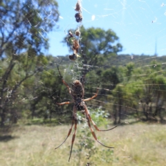 Trichonephila edulis at Lake Burley Griffin West - 4 Mar 2024 01:58 PM