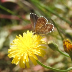 Theclinesthes serpentata (Saltbush Blue) at Black Mountain Peninsula (PEN) - 4 Mar 2024 by HelenCross