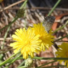 Theclinesthes serpentata at Black Mountain Peninsula (PEN) - 4 Mar 2024 02:00 PM