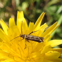 Eretmocera (genus) (Scythrididae family) at Lake Burley Griffin West - 4 Mar 2024 by HelenCross