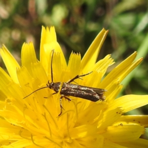 Eretmocera (genus) (Scythrididae family) at Black Mountain Peninsula (PEN) - 4 Mar 2024