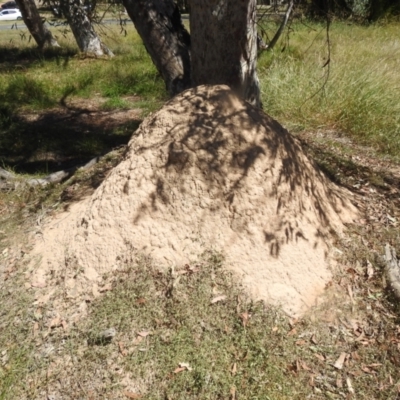 Nasutitermes exitiosus (Snouted termite, Gluegun termite) at Acton, ACT - 4 Mar 2024 by HelenCross